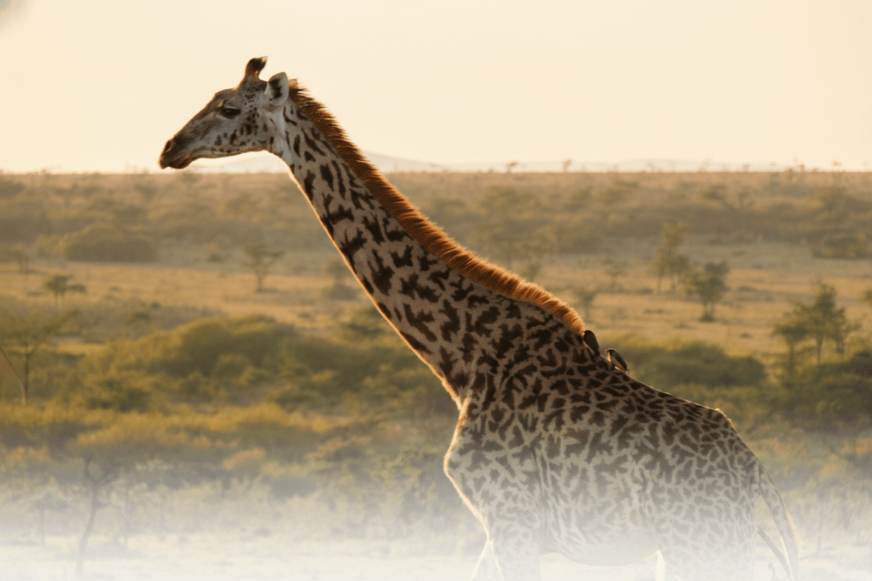 Giraffe standing tall in warm golden savanna at sunset — conservation wildlife