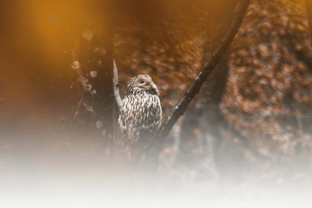 Barn owl perched on weathered post in warm autumn woodland