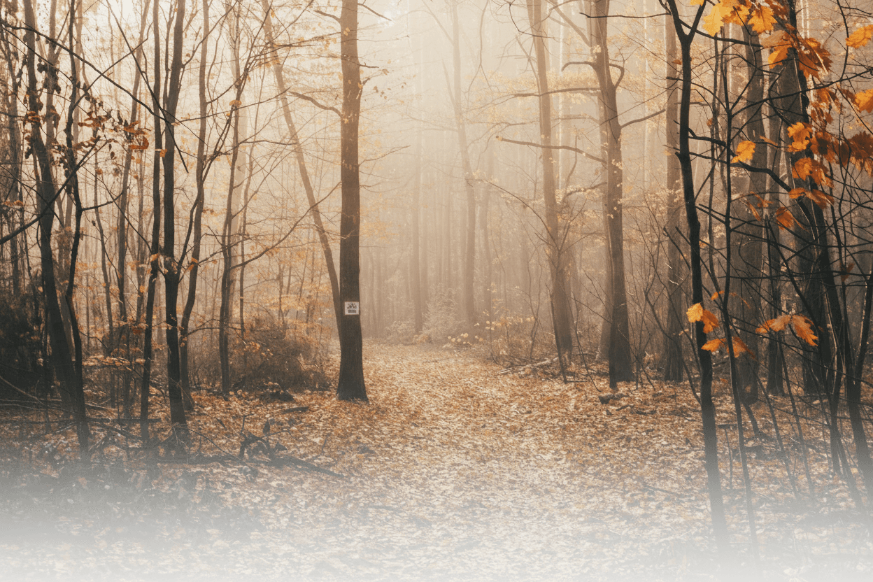 Misty autumn forest path lined with golden fallen leaves