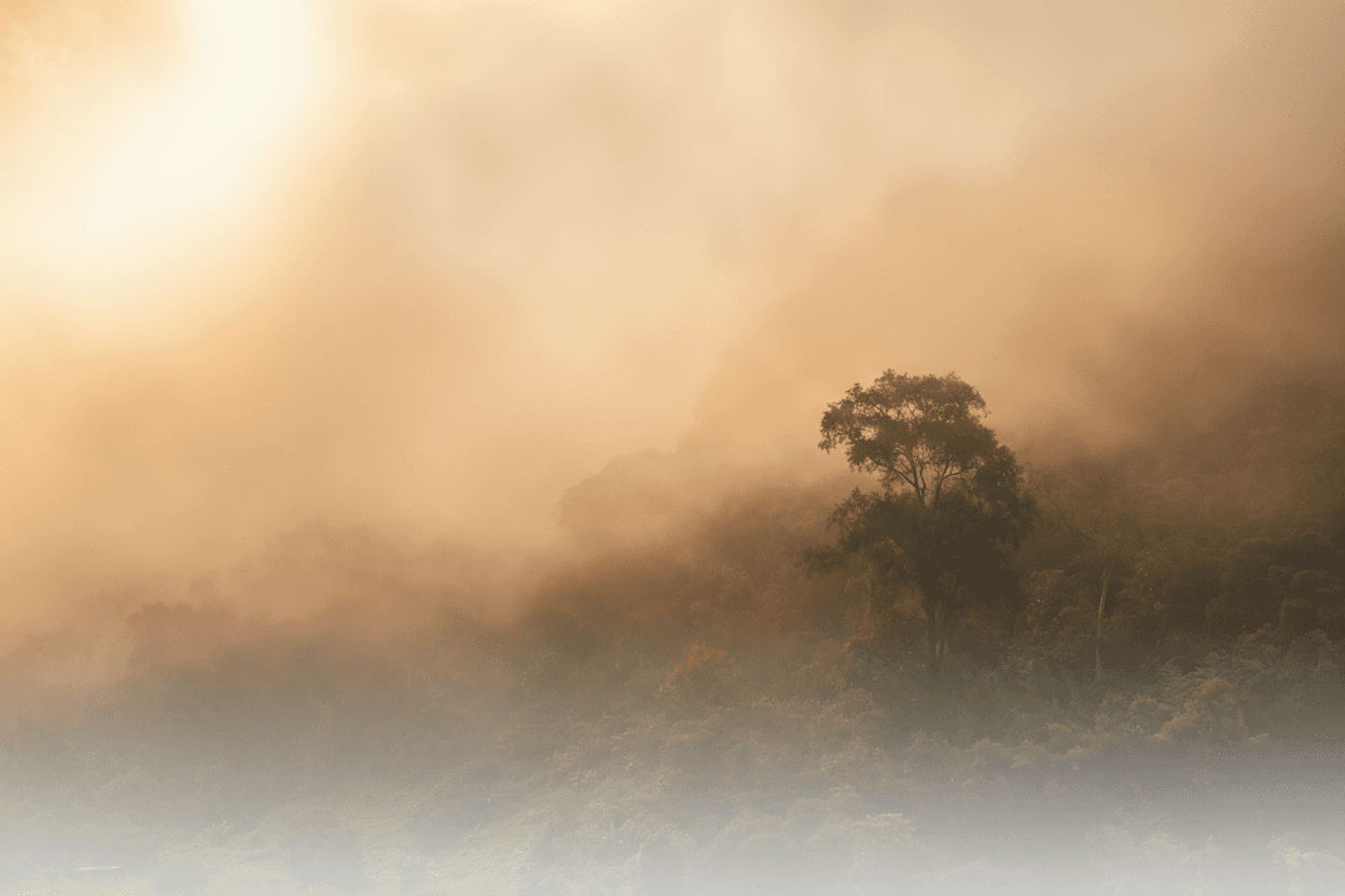 Misty tropical forest at golden hour — conservation habitat