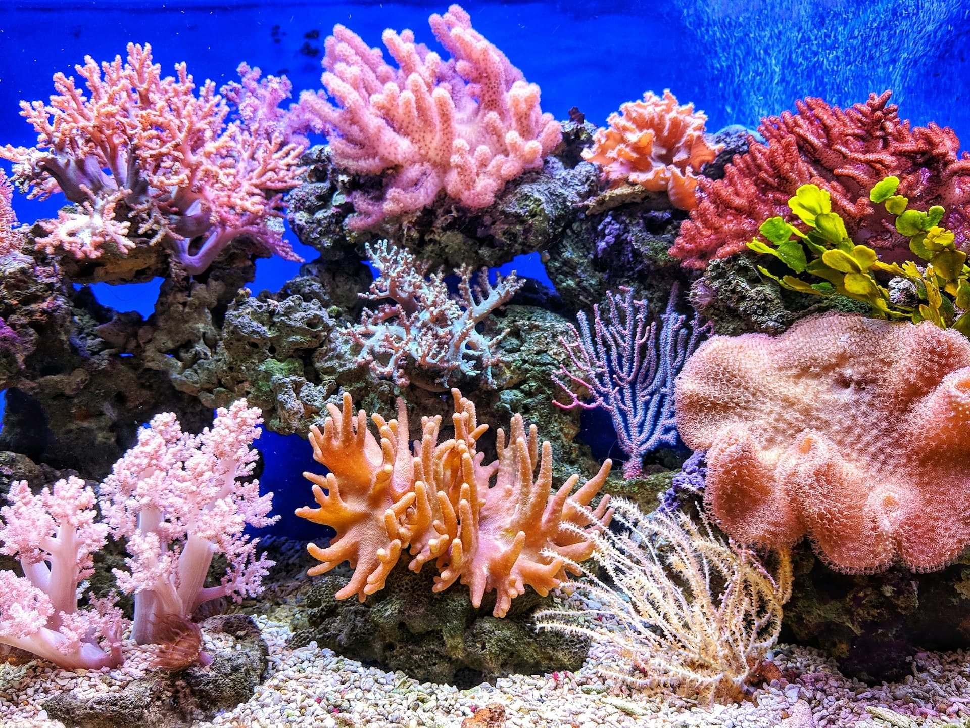 Coral Reef Restoration (Demo)