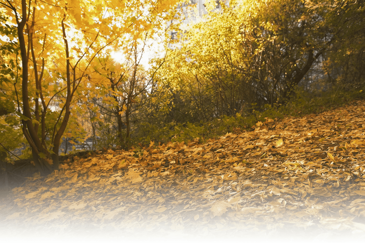 Golden autumn leaves carpeting a sunlit forest floor