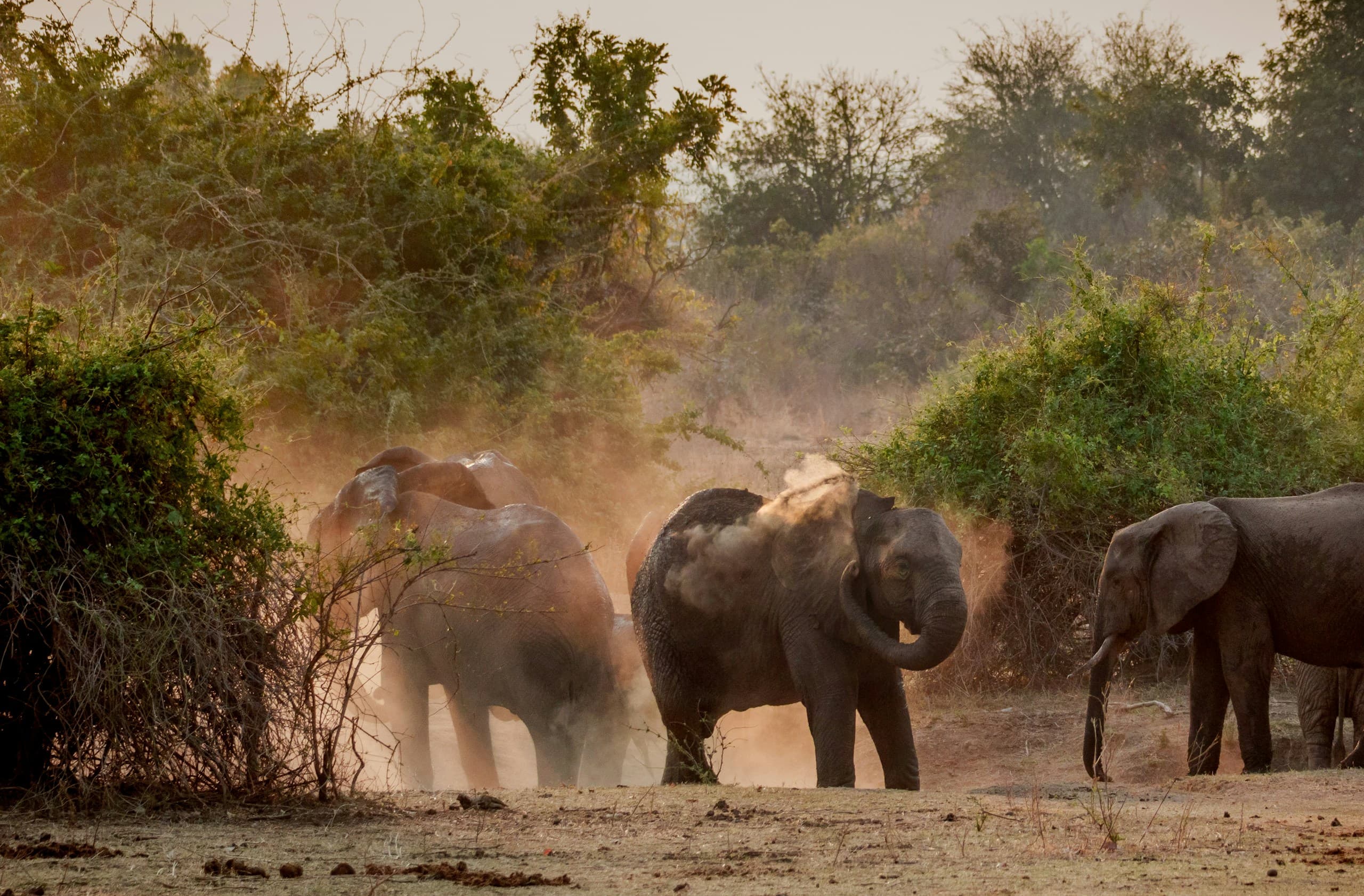 Elephants in a cloud of reddish dust among green bushes