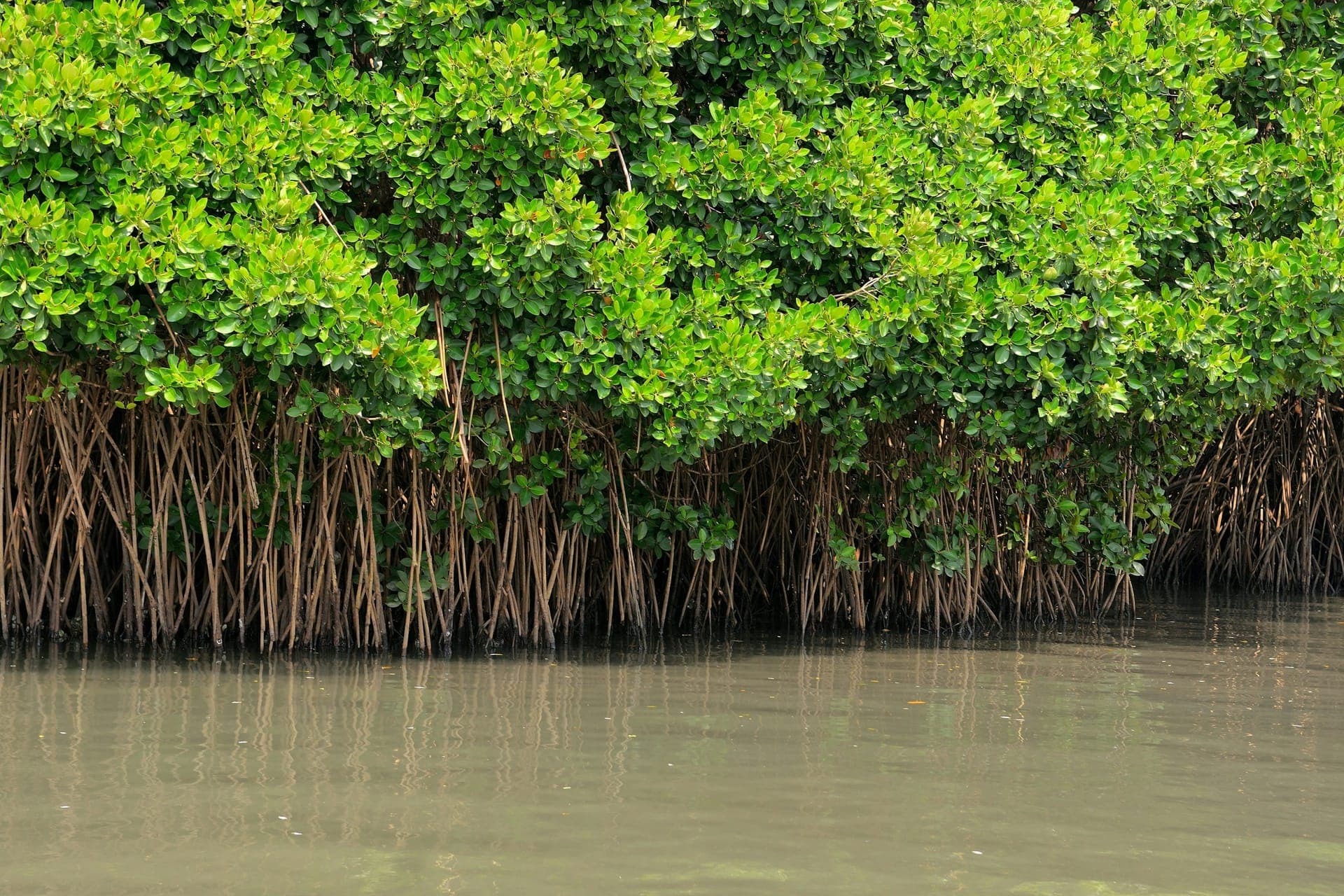 Mangrove Forest Protection (Demo)