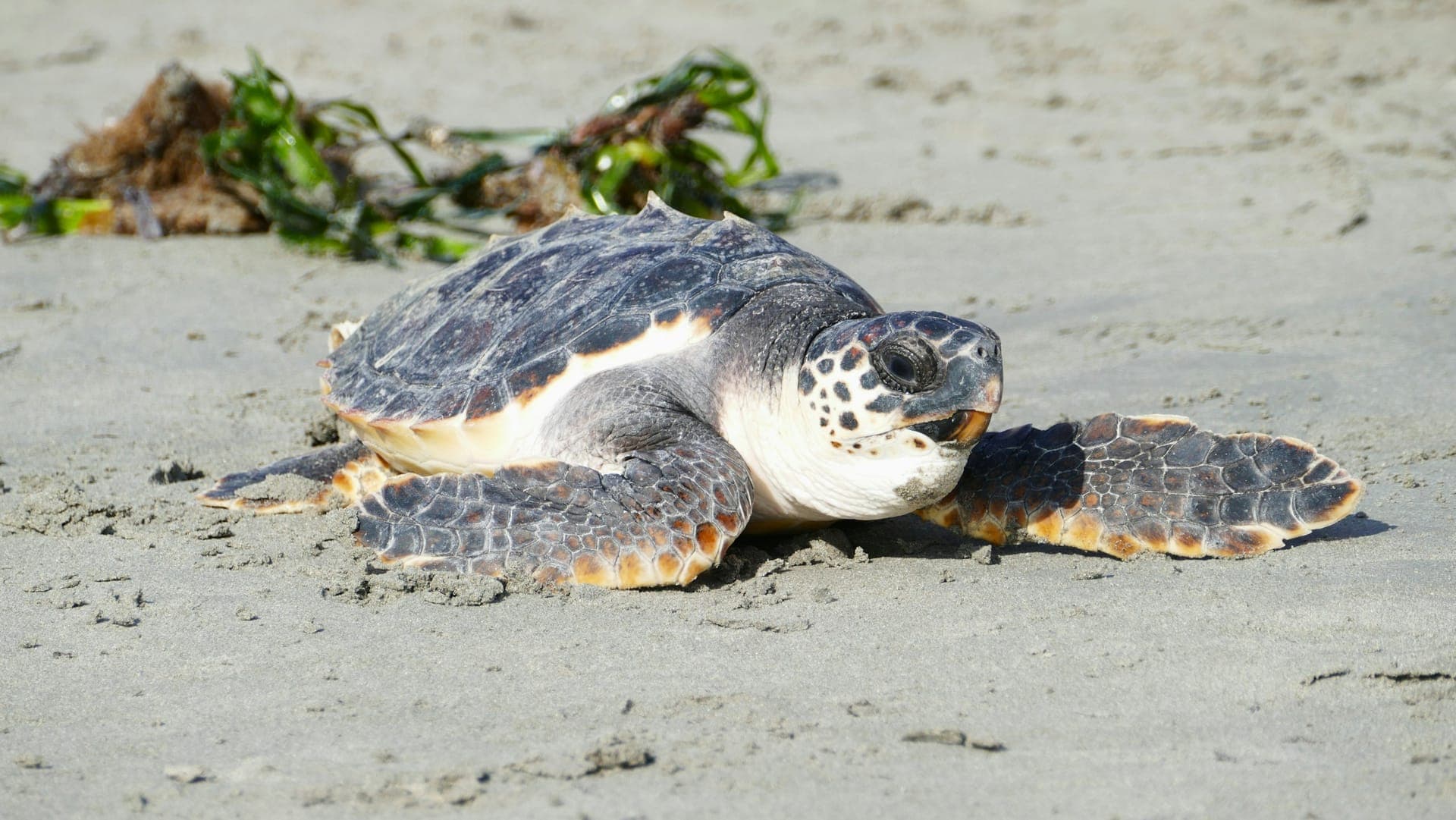 Sea Turtle Nesting Program (Demo)