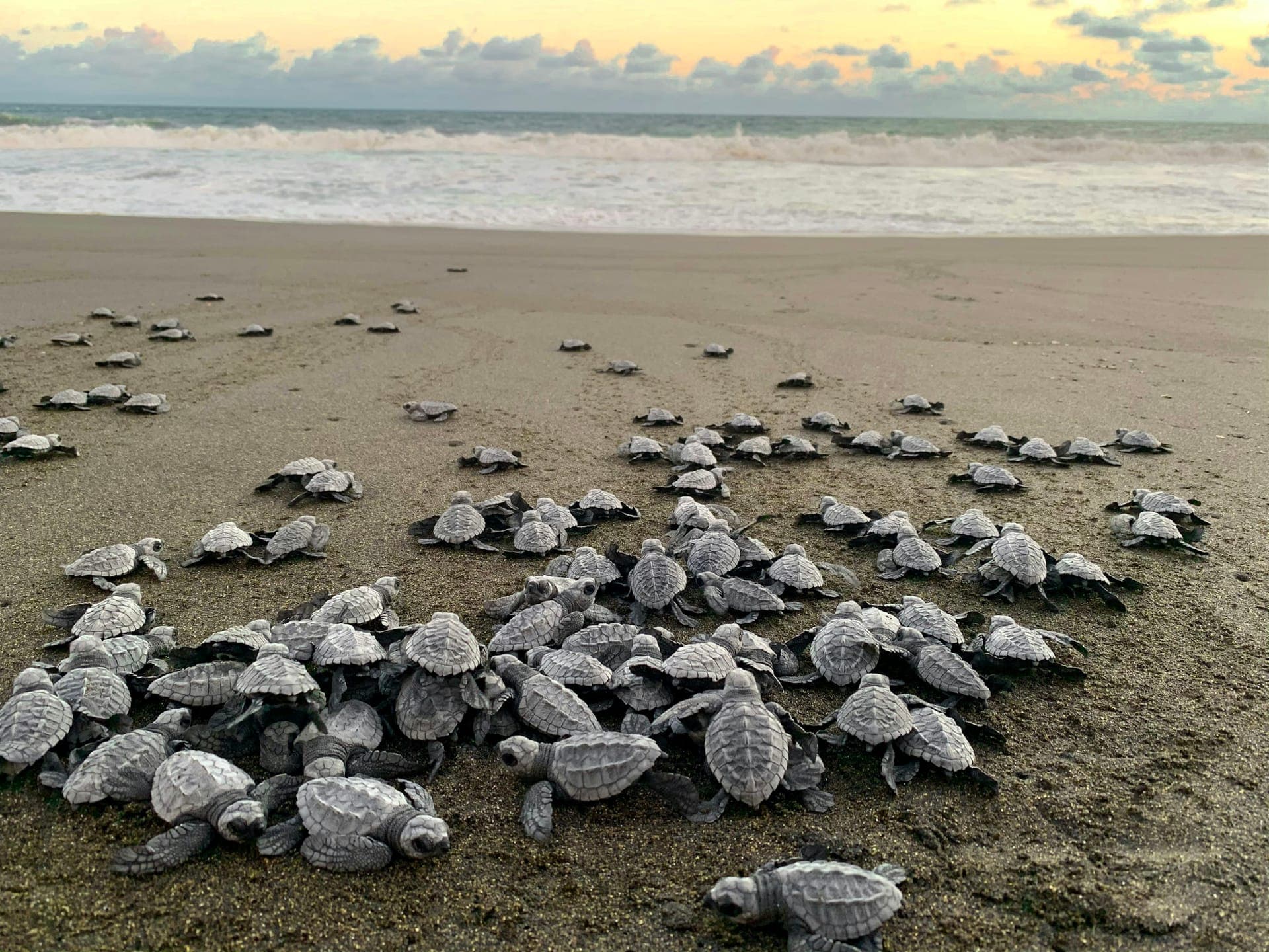 Quarterly tally: 1,840 hatchlings to the sea - image 1