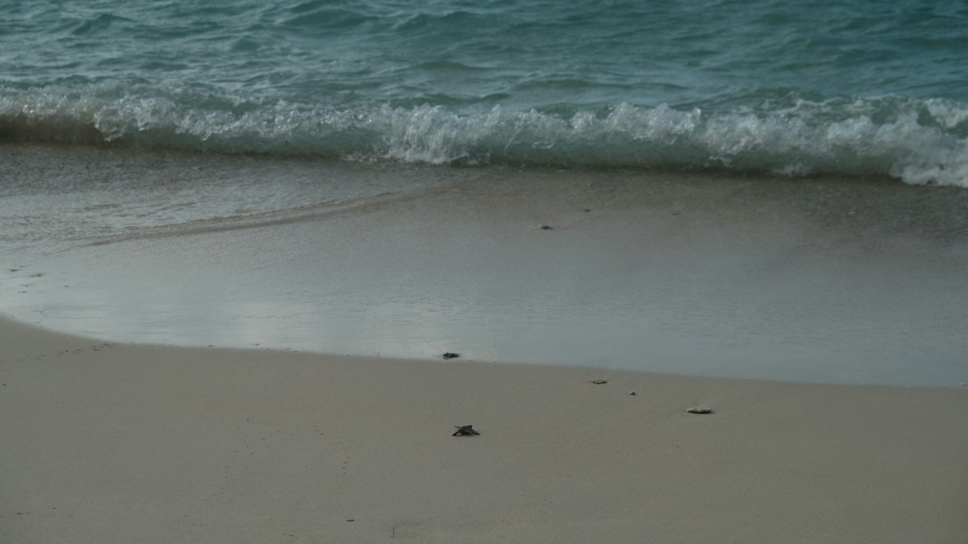 Quarterly tally: 1,840 hatchlings to the sea - image 2